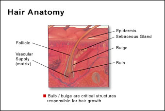 anatomy hair